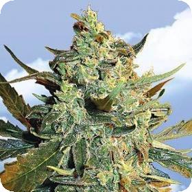 Power Skunk Feminised Seeds Power Skunk Feminised Seeds