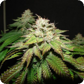 Pre98 Bubba BX2 Feminised Seeds Pre98 Bubba BX2 Feminised Seeds