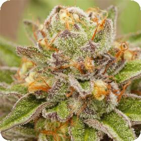 Pure Gelato Feminised Seeds Pure Gelato Feminised Seeds