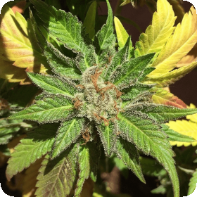 Pure Kush Cookies Feminised Seeds Pure Kush Cookies Feminised Seeds