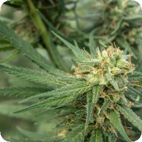 Pure Jack Feminised Seeds