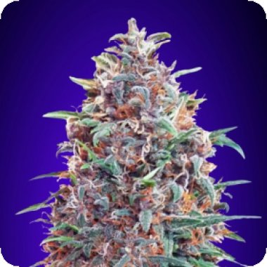Purple Diesel Auto Feminised Cannabis Seeds