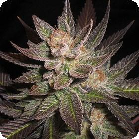 Purple Haze Feminised Cannabis Seeds Jpg 0