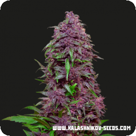 Purple Mazar Auto Feminised Seeds Purple Mazar Auto Feminised Seeds