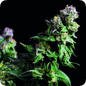 Purple Urkle Jpg
