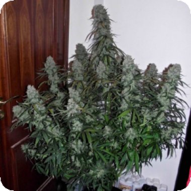 Quick Flowering T H C Feminised Cannabis Seeds