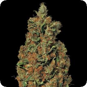Red Diesel Feminised Seeds