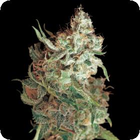 Red Dragon Feminised Seeds Red Dragon Feminised Seeds