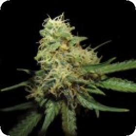 RKS Feminised Seeds RKS Feminised Seeds