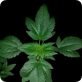 Rasoli Regular Seeds Rasoli Regular Seeds