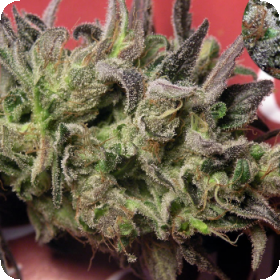 Renaissance CBD Regular Seeds Renaissance CBD Regular Seeds