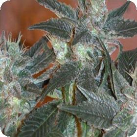 L.A. Ultra Feminised Seeds L.A. Ultra Feminised Seeds