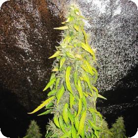 Rock Machine Auto Feminised Seeds Rock Machine Auto Feminised Seeds