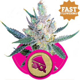 Royal Cheese FAST Version Feminised Seeds