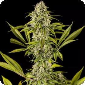 Royale Haze Feminised Cannabis Seeds Jpg