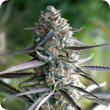 Runtz Fast Feminised Cannabis Seeds