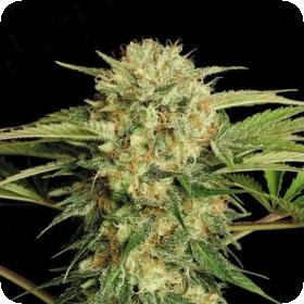 Motavation Feminised Seeds Motavation Feminised Seeds