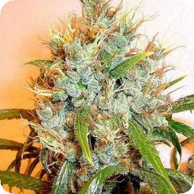 Kali Mist Regular Seeds Kali Mist Regular Seeds
