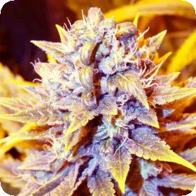 Black Kush x SCBDX Feminised Seeds Black Kush x SCBDX Feminised Seeds
