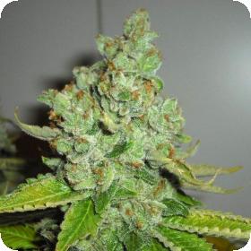 SFV OG Kush Feminised Seeds SFV OG Kush Feminised Seeds