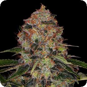 Shiskaberry Feminised Seeds