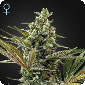 Super Lemon Haze CBD Auto Feminised Seeds Super Lemon Haze CBD Auto Feminised Seeds