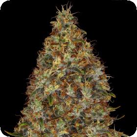 Strawberry Lemonade Feminised Seeds