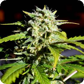 Super Lemon Haze Feminised Seeds Super Lemon Haze Feminised Seeds