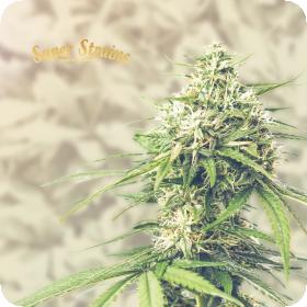 Hyperborea (aka Saga) CBD Feminised Seeds Hyperborea (aka Saga) CBD Feminised Seeds