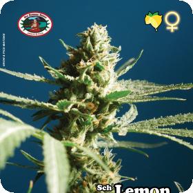 SchLemon Cake Feminised Seeds SchLemon Cake Feminised Seeds