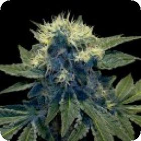 Sharksbreath Feminised Seeds Sharksbreath Feminised Seeds