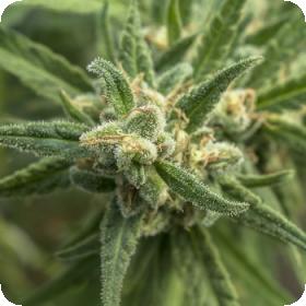 Shellshock Feminised Seeds Shellshock Feminised Seeds