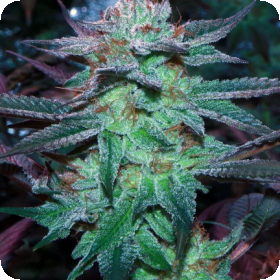 Sherb Tree Feminised Seeds Sherb Tree Feminised Seeds