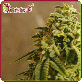 Sherbert Gorilla Jpg