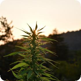 Sherbet Dip Feminised Seeds Sherbet Dip Feminised Seeds