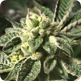 Sherbet Feminised Seeds Sherbet Feminised Seeds