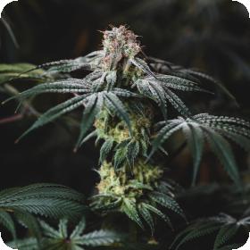 Sherbet Punch Feminised Seeds