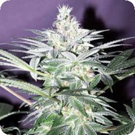 Shit Regular Seeds