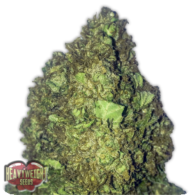 Short And Sweet Auto Feminised Seeds Short And Sweet Auto Feminised Seeds