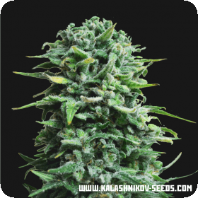 Siberian Haze AUTO Feminised Seeds