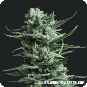 Siberian Haze Feminised Seeds Siberian Haze Feminised Seeds