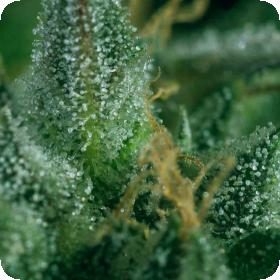 Skunk #1 x SCBDX Regular Seeds