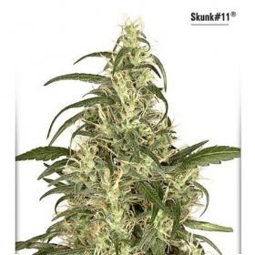 Skunk11 Dutch Passion 054 0