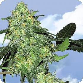 Skunk Classic Feminised Seeds Skunk Classic Feminised Seeds
