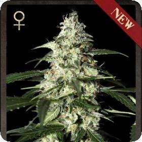 Skunk AUTO Feminised Seeds Skunk AUTO Feminised Seeds