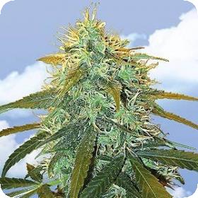 Skunk #1 Feminised Seeds Skunk #1 Feminised Seeds