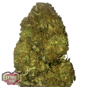Skunky Monkey Auto Feminised Seeds Skunky Monkey Auto Feminised Seeds
