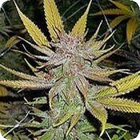 Skylotus Regular Seeds