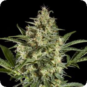 Sleepy Yoda Auto Feminised Seeds Sleepy Yoda Auto Feminised Seeds