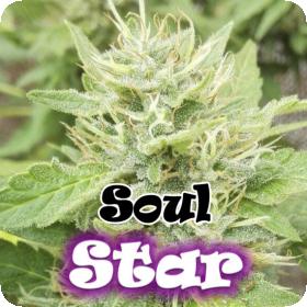 Soul Star Feminised Seeds Soul Star Feminised Seeds